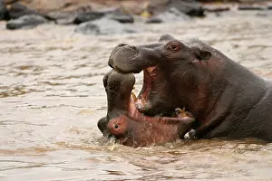Confronation: Hippopotamus - Two in water fighting together