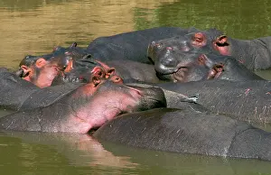Oxpeckers: Hippopotamus - in water - group dozing with an