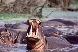 Gillean White: HIPPOPOTAMUS - in water, with mouth open