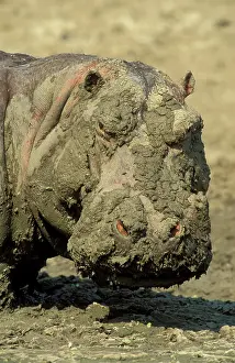 Appearance: Hippopotamus - When the waterholes dry up during