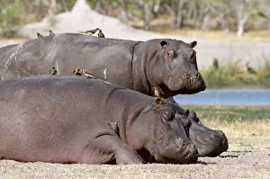 Oxpeckers: HIPPOPOTAMUS - x two with Oxpeckers on back