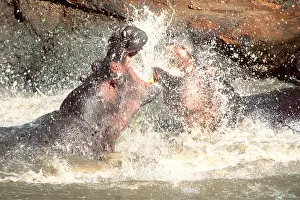 Bulls: HIPPOPOTAMUS - x two, males fighting in water