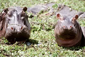 Wallowing: HIPPOPOTAMUS - x two, mother and calf close-up