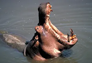 Wallowing: Hippopotamus yawning