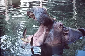 Hippos: HIPPOPOTAMUS - Yawning