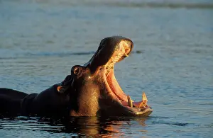 Hippopotamus - yawning in the evening