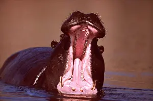 Hippos: HIPPOPOTAMUS - yawning, with mouth open
