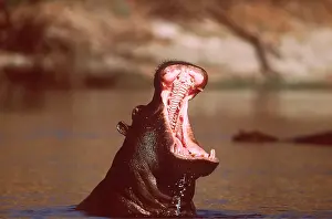 Hippos: HIPPOPOTAMUS - Yawning, mouth open aggression