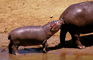 Heels: Hippopotamus - young at motherIs heels