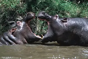 Ferrero Labat: HIPPOPOTAMUS - young playing, facing