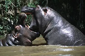 Ferrero Labat: HIPPOPOTAMUS - young playing, facing each other