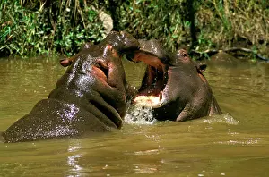 Practising: Hippopotamus - young playing in water practising