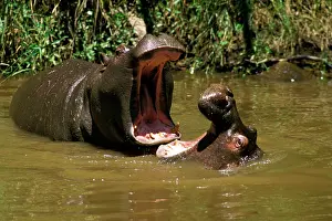 Practising: Hippopotamus - young playing in water practising
