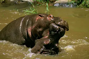 Practising: Hippopotamus - young playing in water practising