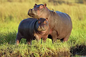 Kasane: Hippopotamuses (Hippopotamus amphibius), Chobe National
