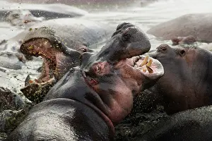 Hippopotamidae: Hippopotamuses (Hippopotamus amphibius) fighting