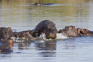 Hippopotamus: Hippopotamuses (Hippopotamus amphibius), herd with