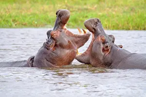 Hippos: Two hippos (Hippopotamus amphibius) fighting in