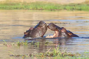 Hippos: Two hippos (Hippopotamus amphibius) fighting in