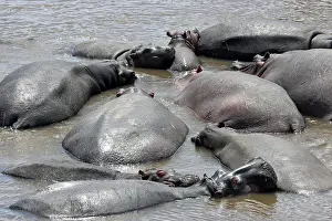 Hippos: Hippos (Hippopotamus amphibius) herd resting in