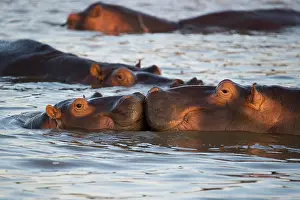 Kiss: Hippos (Hippopotamus amphibius), playing young