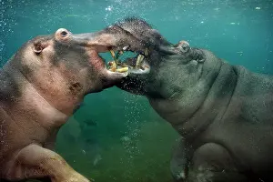 Hippos: Two Hippos (Hippopotamus amphibius) under water