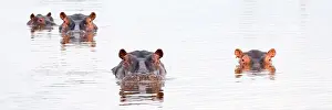 Comic: Hippos (Hippopotamus amphibius) in a water hole