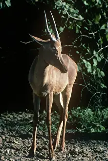 Hartebeest: Hirola / Hunter's Hartebeest