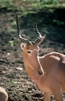 Hartebeest: Hirola / Hunter's Hartebeest