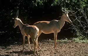 Hartebeest: Hirola / Hunter's Hartebeest