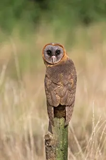 Piling: Hispaniola Barn Owl, ashy-faced owl (Tyto glaucops)