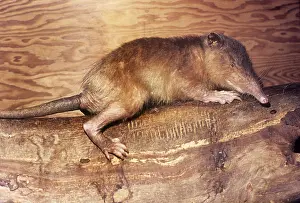 Haiti: Hispaniola / Haiti SOLENODON