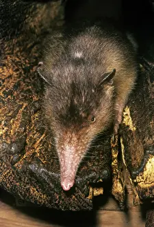 Nose: Hispaniola / Haiti SOLENODON