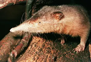 Nose: Hispaniola / Haiti SOLENODON