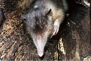 Snout: Hispaniola / Haiti SOLENODON - close-up of snout