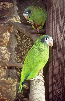 Amazona: Hispaniolan Amazon parrot