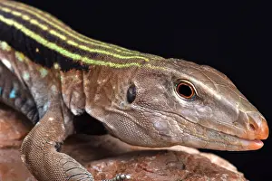 Haiti: Hispaniolan giant ameiva (Ameiva Chrysolaema), Dominican