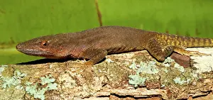 Hispaniola: Hispaniolan Green Anole