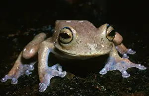 Pads: Hispaniolan Tree Frog