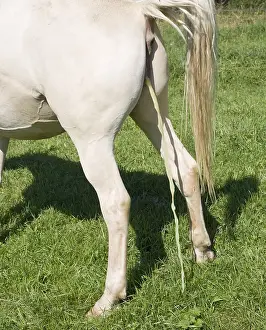Arabs: Hispano Arab mare urinating