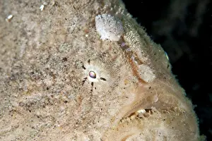 Frogfishes: Hispid Frogfish