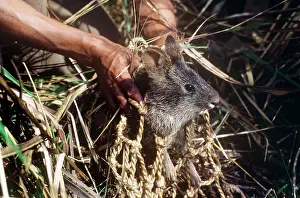 Hispidus: Hispid Hare / Assam Rabbit