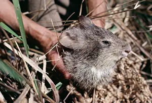 Hispidus: Hispid Hare - Being held