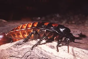 Antennae: HISSING COCKROACH