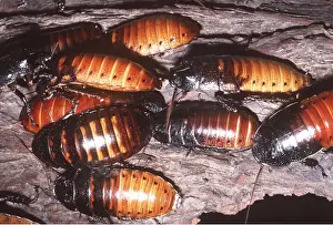 Bark: HISSING COCKROACH - group on bark