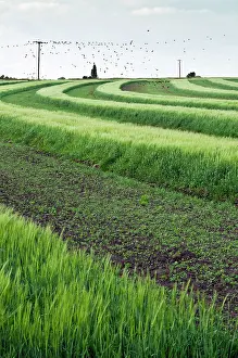 Strip: Historic example of strip farming