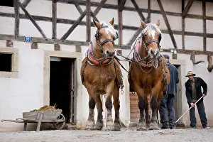 Tools: Hitch Horses Comtois before working in the fields France