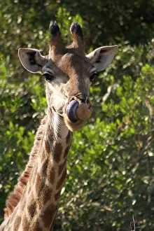 Durban: hluhluwe, kwazulu-natal, durban, south africa