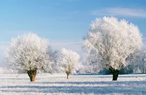 Pollard: Hoar Frost