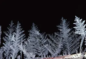 Hoar: Hoar Frost Crystals